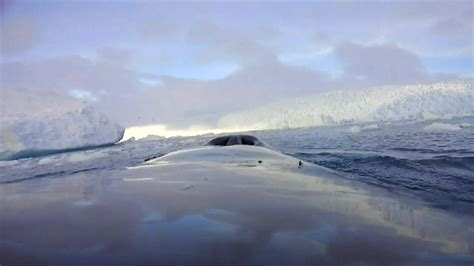 بالفيديو صور التقطتها حيتان القطب الجنوبي Bbc News عربي