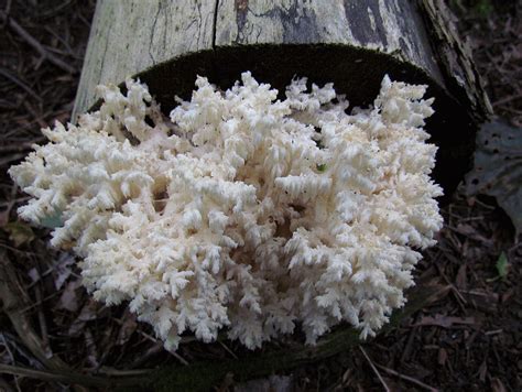 Coral Tooth Fungus Edible Mushrooms In Ontario ·