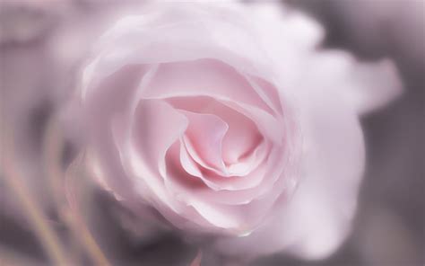 Pink Rose Rosebud Pink Flower Roses Blur Hd Wallpaper Peakpx