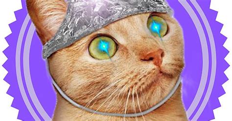 Tin Foil Cat Album On Imgur