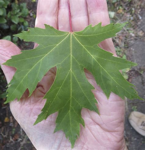 Leaf Fan Shaped Tree Guide Uk Id By Palmately Lobed Leaf