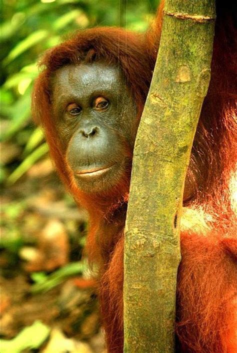Pin On Orangutans