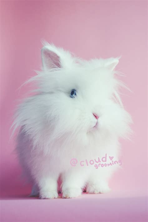 2. Leaked Asian Bunny Video Sparks Debate