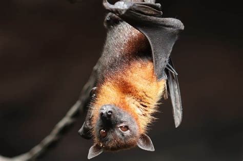 Is Bat A Bird Everything You Need To Know