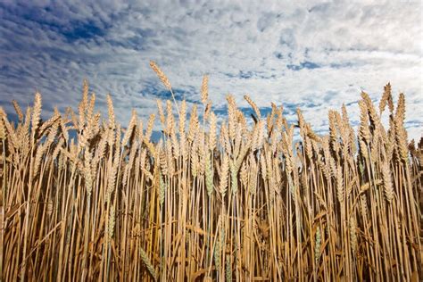 Harvest Under Cloudy Sky Stock Image Image Of Food Seed 43326411