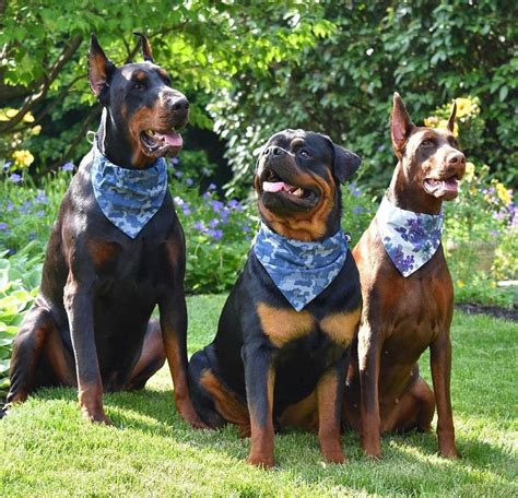 Two Dobermann And One Rottweiler 4loveofpaws