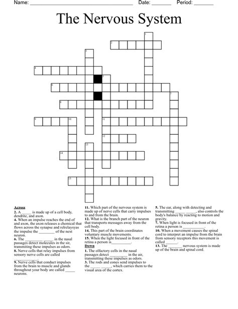 The Nervous System Crossword Wordmint