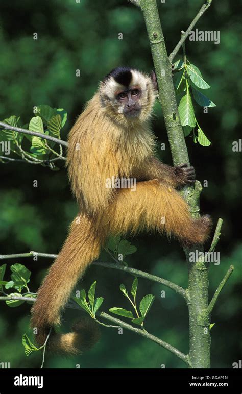 Black Capped Capuchin Cebus Apella Adult Hanging From Branch Stock