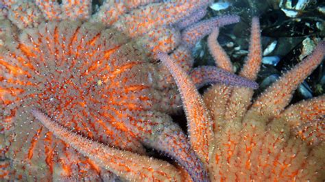 Sunflower Sea Stars Are Set To Get Protection Under The Endangered