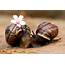 Snails Do It  Snail Cute Animals