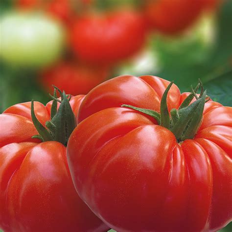 Tomato South Australian 10cm Garden World Nursery