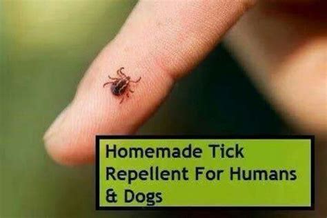 Flea And Tick Repellant Tick Repellent Homemade Tick Repellent Tick