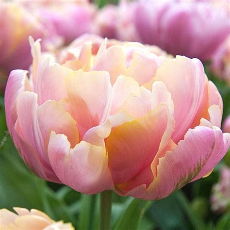 Check Out The Deal On Tulip Pink Star At Leafari Tulips Flowers