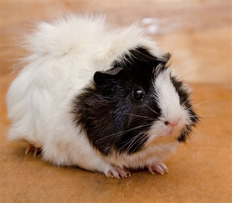 The Latest Trend In Abyssinian Guinea Pig Breeders Usa Abyssinian