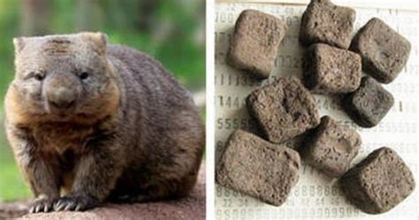 Neerdowellblog Mystery Of Cubed Wombat Poop Solved
