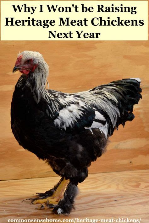 Why We Wont Be Raising Heritage Meat Chickens Next Year Heritage