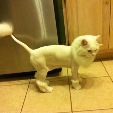 6 weeks ago cornelius and elizabeth both got a lion cut for the first time. 60 best images about Cat grooming on Pinterest | Persian ...