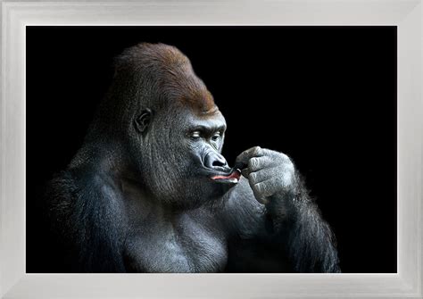 Gorilla Making Kissing Face Lantern Press Photography 18x12 Giclee