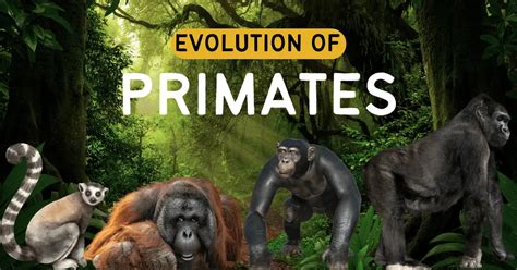 Evolution Of Primates In Anthropology Anthroholic