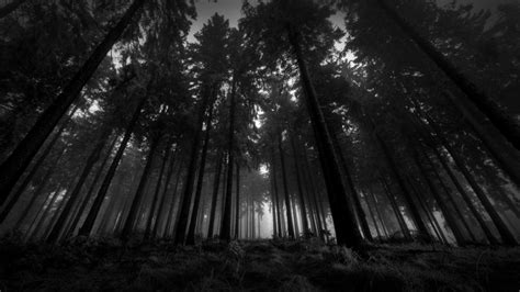 Wallpaperwiki Download Free Black And White Forest Wallpaper Pic Wpb008675
