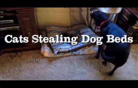 Naughty Cats Stealing The Dogs Bed Funny Babamail