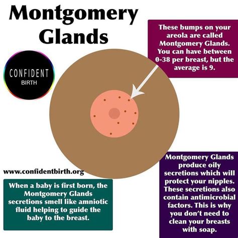 Pin On Breastfeeding Infographics