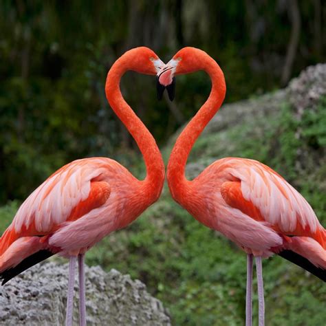 Happy Valentines Day Flamingo Pink Flamingos Beautiful Birds
