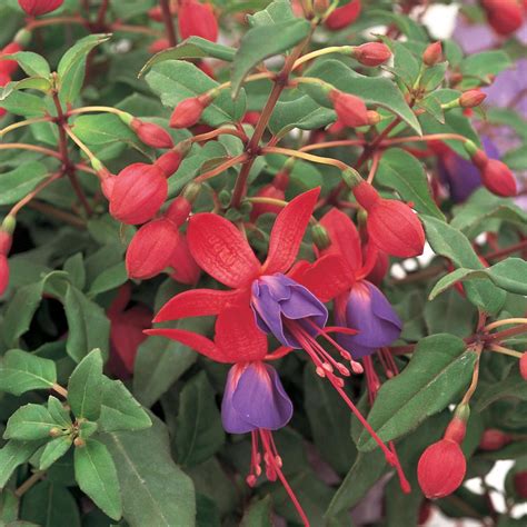 11 In Red And Blue Fuchsia Plant 34595 The Home Depot