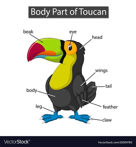 Diagram Showing Body Part Toucan Royalty Free Vector Image