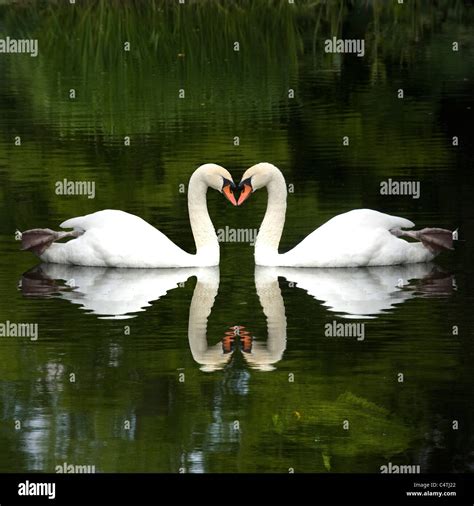 Mute Swans Cygnus Olor Touching Beaks Forming Heart Shape Stock