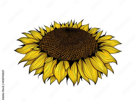 Sunflower Flower Hand Drawn Yellow Flower Side View Isolated On