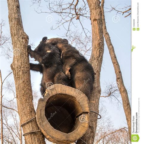 Bear Cubs Play In A Tree Climbed High On The Branches And A Cute Bite