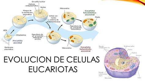 Origen Y Evolucion La Evolución De Los Eucariotas