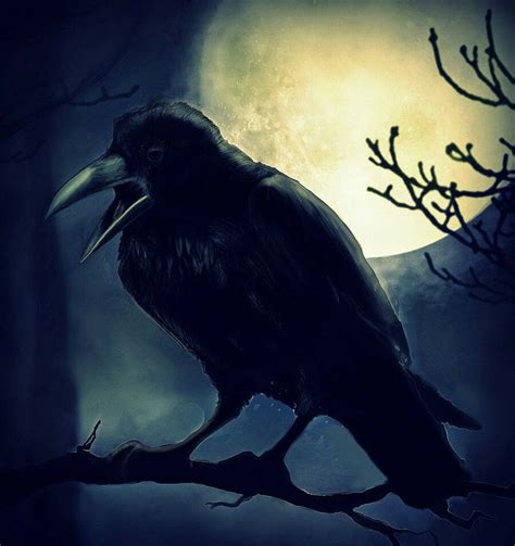 Moonlight Raven Raven Crows Ravens Crow