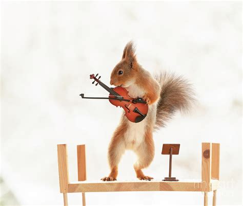 Red Squirrel Playing A Violin Photograph By Geert Weggen Pixels