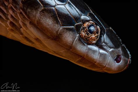 A Snake With Ticks On Its Eyes Rnatureismetal