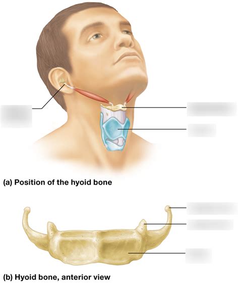 Hyoid Bone Diagram Quizlet