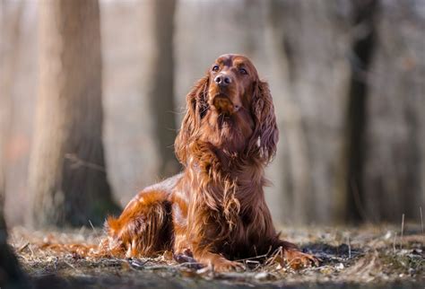 16 Long Haired Dogs With Gorgeous Locks — Small And Large Breeds With