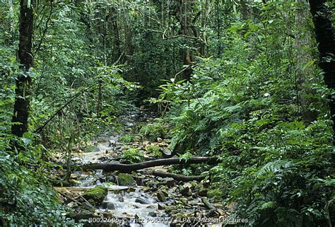 Minden Pictures Rainforest Riverine Forest Gombe Stream National