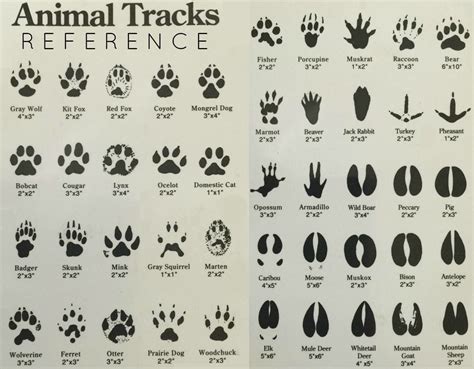 Identify Animal Tracks In Nature With This Easy To Use Reference Guide