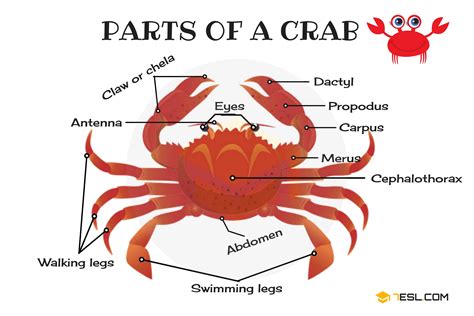 Parts Of A Crab Useful Crab Anatomy With Pictures • 7esl