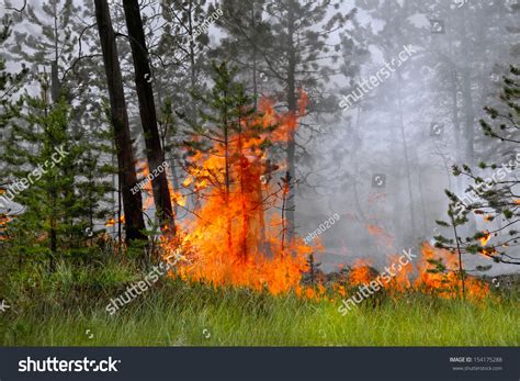 The Trees Burning In Forest Fire Stock Photo 154175288 Shutterstock