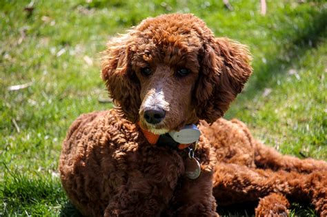 Standard Poodles Dog Breed Info Photos Common Names And More