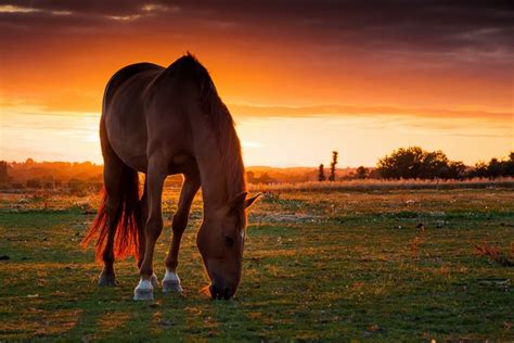 765889 Horses Sunrises And Sunsets Fields Grass Rare Gallery Hd