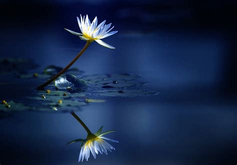 Water Lily Hd Wallpaper Background Image 2500x1750