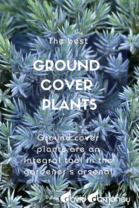 Best Ground Cover Plants And How To Use Them Best Ground Cover Plants