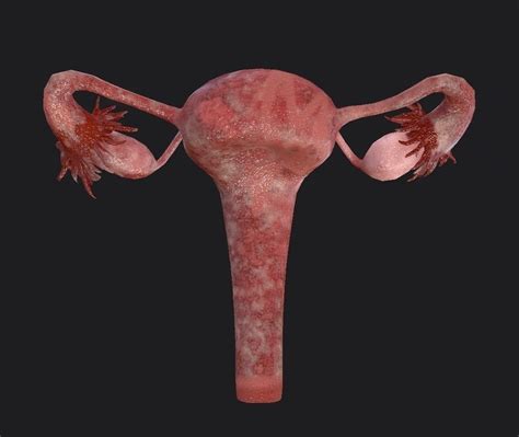 3d Model Female Reproductive System Vr Ar Low Poly Cgtrader