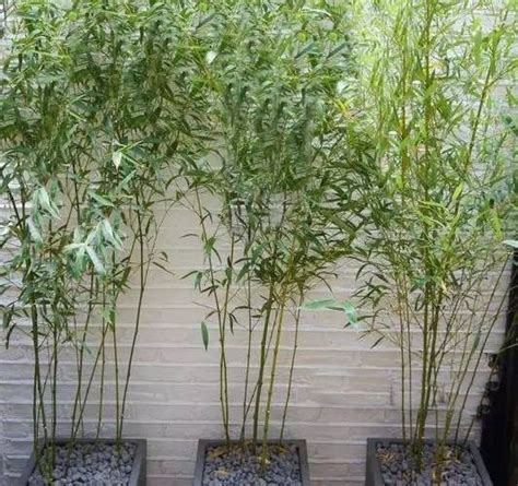 Clumping Bamboo Landscape Privacy Screen And Decoration Ideas