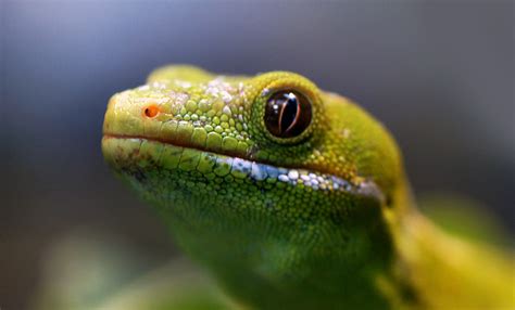 Close Up Photo Of Green Frog Hd Wallpaper Wallpaper Flare