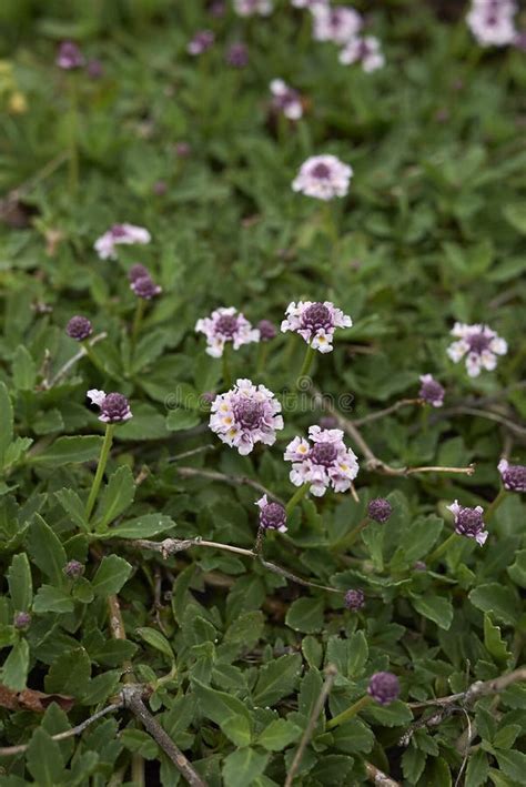 Phyla Nodiflora Formerly Lippia Nodiflora Creeping Frogfruit